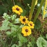 Rudbeckia triloba Lorea