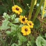 Rudbeckia triloba फूल