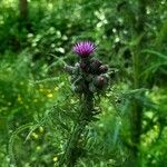 Cirsium palustre Flower