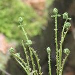 Polystichum acrostichoides ഇല