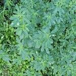 Trigonella foenum-graecum पत्ता