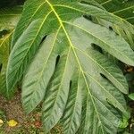 Artocarpus camansi पत्ता