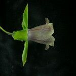 Codonopsis rotundifolia Flower