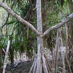 Pandanus tectorius Kéreg