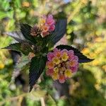 Lantana × strigocamara Flower