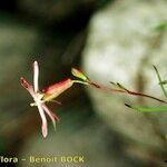 Silene campanula Autre