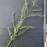 Phyllanthus pentandrus Folio