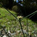 Eriogonum nudum Habitat