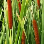 Typha latifolia Gyümölcs