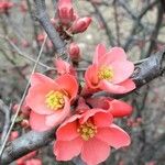 Chaenomeles japonica Çiçek