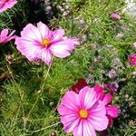 Cosmos caudatusFlor