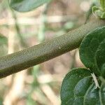 Solanum dulcamara Ŝelo