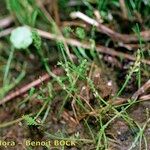 Caropsis verticillatoinundata Habitus