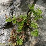 Asplenium lepidum 形態
