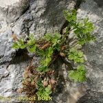 Asplenium lepidum Habitus