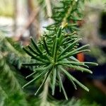 Banksia ericifolia Feuille