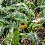 Alocasia micholitziana Blad