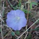 Bonamia spectabilis Blüte