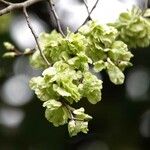 Ulmus glabra Φρούτο