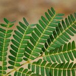Osodendron altissimum Leaf
