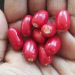 Synsepalum dulcificum Fruit