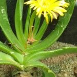 Glottiphyllum linguiforme Flower