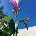 Cryptostegia madagascariensis Fleur