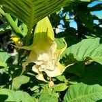 Brugmansia suaveolensЦвят