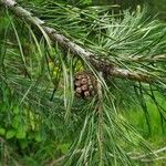 Pinus armandi Liść