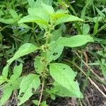 Mentha arvensis 葉