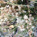 Cuscuta approximata Habit