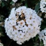 Spiraea cantoniensis Квітка