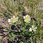 Anemonastrum narcissiflorum Blüte