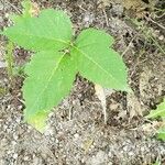 Toxicodendron radicans Ліст