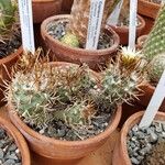 Turbinicarpus schmiedickeanus Характер