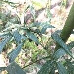 Phyllostachys sulphurea Folha