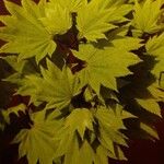 Acer shirasawanum Folha