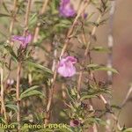 Satureja subspicata Habitus