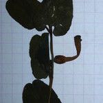 Aristolochia navicularis Outro