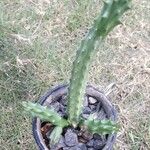 Huernia macrocarpaLeaf