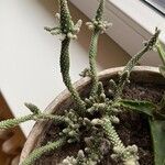 Tephrocactus verschaffeltii Lehti