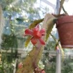Disocactus ackermannii Fleur