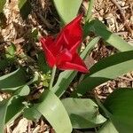 Tulipa agenensis Virág