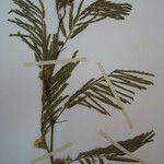 Chloroleucon acacioides Diğer