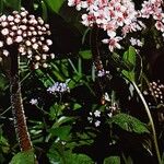 Darmera peltata Flower