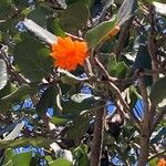 Cordia dodecandra Kvet