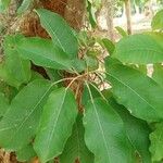 Ficus sur Blad