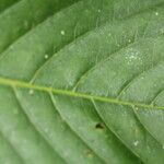 Psychotria panamensis Leaf