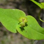 Euphorbia dulcis 花
