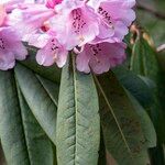 Rhododendron × planetum Floare